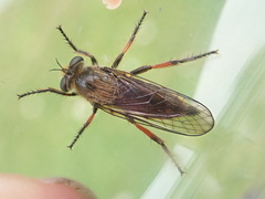 Leptarthrus brevirostris