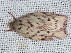 Euchaetis