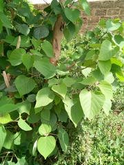 Gmelina arborea