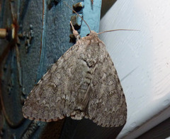 Acronicta americana