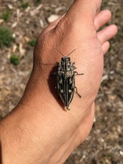 Chalcophora mariana