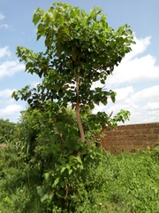 Gmelina arborea