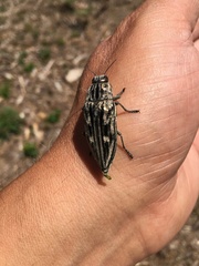 Chalcophora mariana