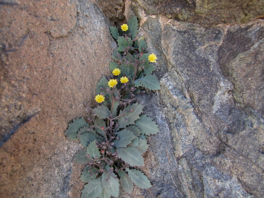 Lactuca hazaranensis