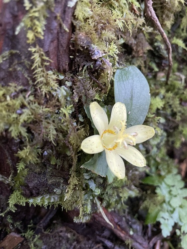 Tricyrtis flava iNat (3)