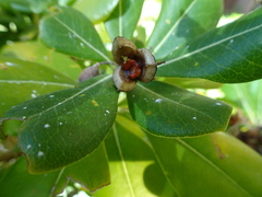 Pittosporum tobira