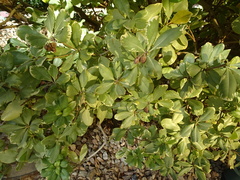 Pittosporum tobira