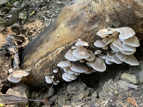 Pleurotus pulmonarius
