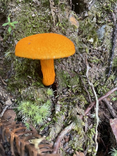 Aureoboletus auriflammeus