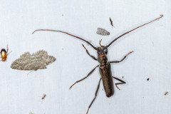 Xystrocera virescens