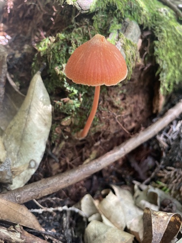 Entoloma quadratum
