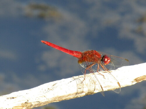 Broad Scarlet photo 4