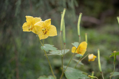 Cathcartia villosa, photograph Morten Ross, CC BY, iNaturalist via GBIF