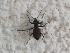Cylindera germanica