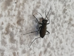 Cylindera germanica