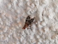 Trypetoptera punctulata