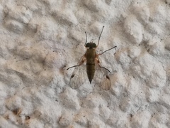 Chrysopilus asiliformis