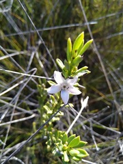 Philotheca queenslandica