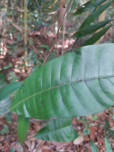 Gluta wallichii observed 2024-09-09