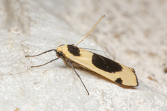 Thysanoptyx