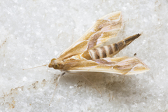 Agathodes ostentalis