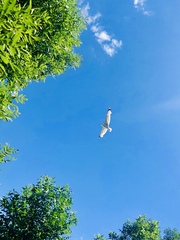 Larus