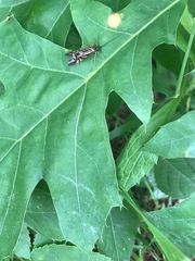 Macrostemum zebratum