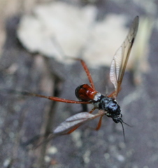 Tanyptera atrata