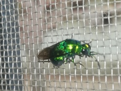 Stilbum