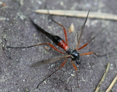 Tanyptera atrata