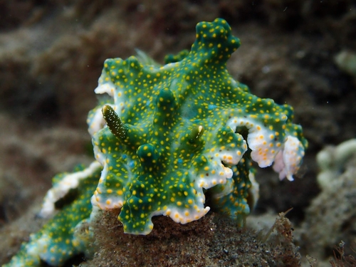 Miamira sinuata