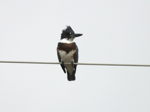 Belted Kingfisher photographed in Nevada