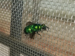Stilbum