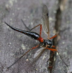 Tanyptera atrata