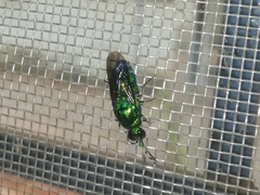 Stilbum