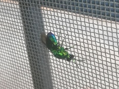 Stilbum