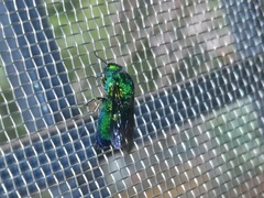 Stilbum