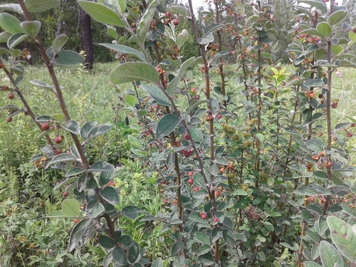 dark-fruited cotoneaster