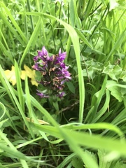 Dactylorhiza purpurella