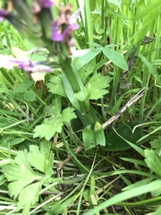 Dactylorhiza purpurella