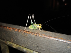 Eupholidoptera chabrieri