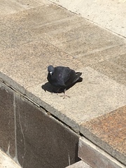 Columba livia domestica