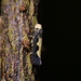 Stigmella aigialeia - Photo (c) Christopher Stephens, some rights reserved (CC BY-SA), uploaded by Christopher Stephens