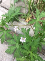 Geranium sibiricum