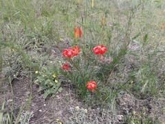 Lilium pumilum