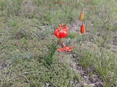 Lilium pumilum