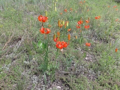 Lilium pumilum