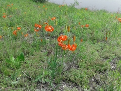 Lilium pumilum