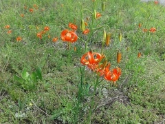 Lilium pumilum