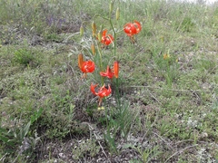 Lilium pumilum
